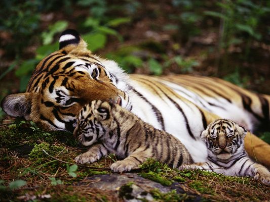 Tiger With Cubs, Mom is Always Around to Watch You Out, Where Familyhood Happens