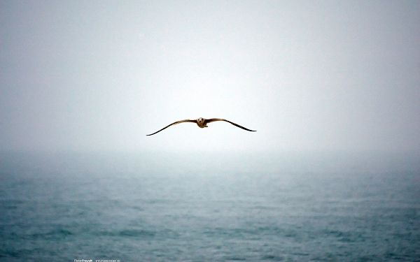 click to free download the wallpaper---Twisting Sea Water, a Bird is Flying by, Wings Are in Full Stretch, Determination is Revealed - HD Natural Scenery Wallpaper