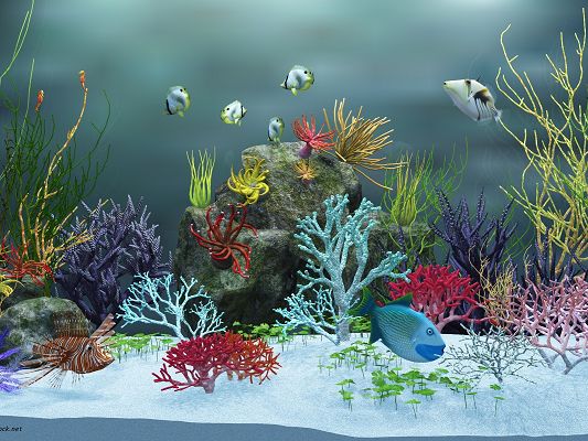 click to free download the wallpaper--Underwater World Post, Various Fishes Are Swimming, Colorful Sea Plants, a Clean World