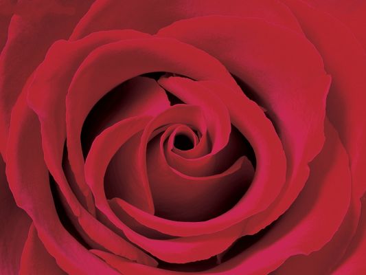 click to free download the wallpaper--Valentine Rose, the Best Gift on Valentine's Day!