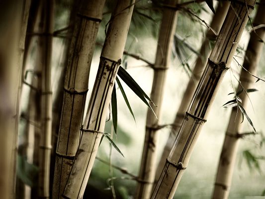 Wallpaper Computer Background, Tall Bamboos in Great Growth, Incredible Look