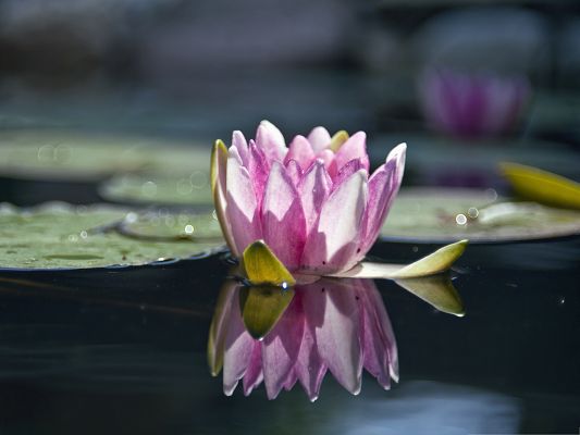 click to free download the wallpaper--Wallpaper Computer Background, Water Lily Reflection, Cheer for Its Bloom!
