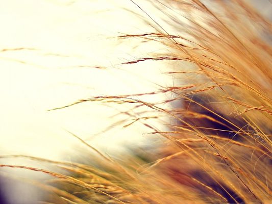 click to free download the wallpaper--Wallpaper Computer Background, Yellow Wheats Under the Blue Sky