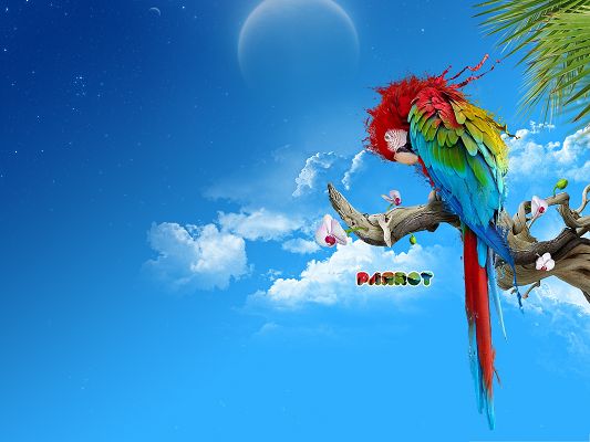 click to free download the wallpaper--Wallpaper Free Computer, Beautiful Parrot Standing on Branch, Under the Incredibly Blue Sky