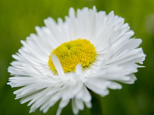 click to free download the wallpaper--Wallpaper for Widescreen, Camomile Under Macro Focus, Green Background