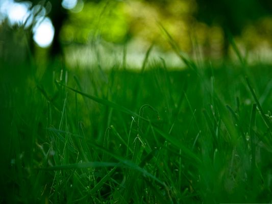 click to free download the wallpaper--Wallpaper for Widescreen, Grass Meadow Being Focused, Clean and Fresh World