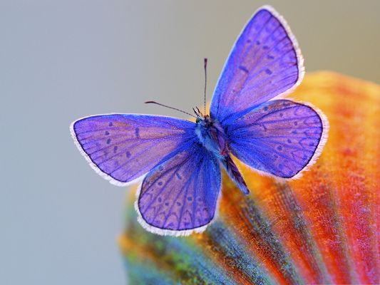 Wallpaper for the Computer, Purple Butterfly on a Fruit, Not in a Hurry to Fly Away