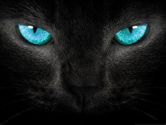 click to free download the wallpaper--Wallpapers and Backgrounds, Black Kitty with Wide Open Blue Eyes