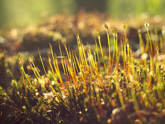click to free download the wallpaper--Wallpapers and Backgrounds Download, Moss in the Morning, Sunshine All Over the Top