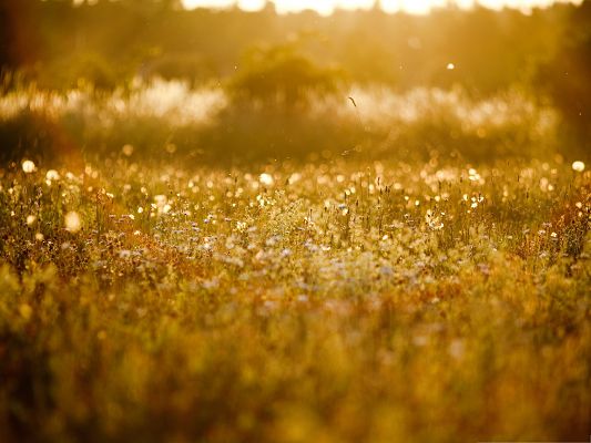 click to free download the wallpaper--Wallpapers and Backgrounds, Golden Meadow, Sunlight is Everywhere