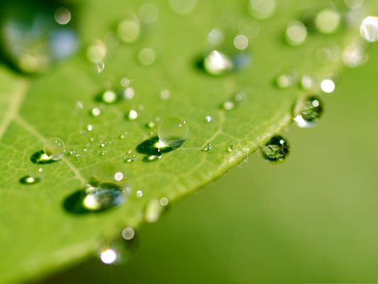click to free download the wallpaper--Wallpapers and Backgrounds, Green Wet Leaf Under Macro Focus, Crystal Clear and Impressive