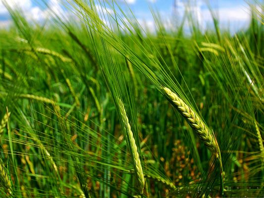click to free download the wallpaper--Wallpapers and Backgrounds, Green Wheat Spikes Under the Blue Sky