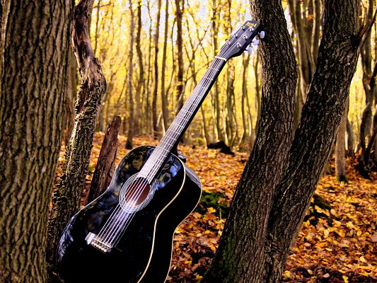 click to free download the wallpaper--Wallpapers for Computer Free, Guitar in Forest, Nice Musical Instrument