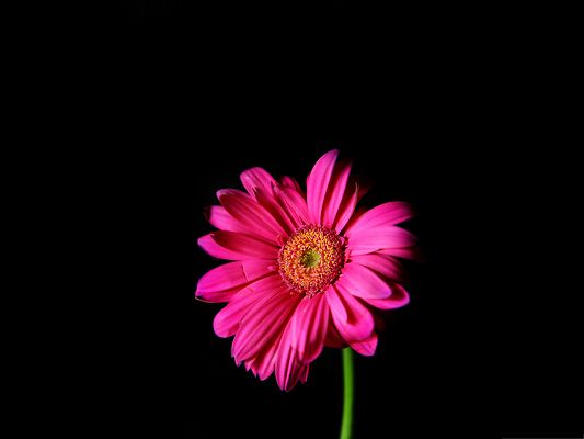 click to free download the wallpaper--Wallpapers for Computer Free, Hot Pink Gerber Daisy on Dark Background