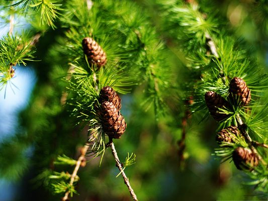 click to free download the wallpaper--Wallpapers for Computer Free, Pine Cones Spring, Green and Impressive