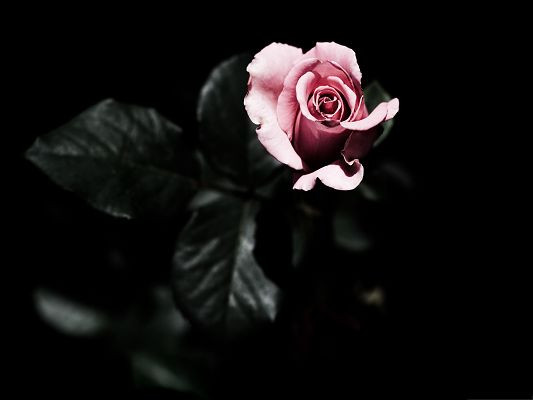 click to free download the wallpaper--Wallpapers for Computer Free, Single Pink Rose on Dark Background