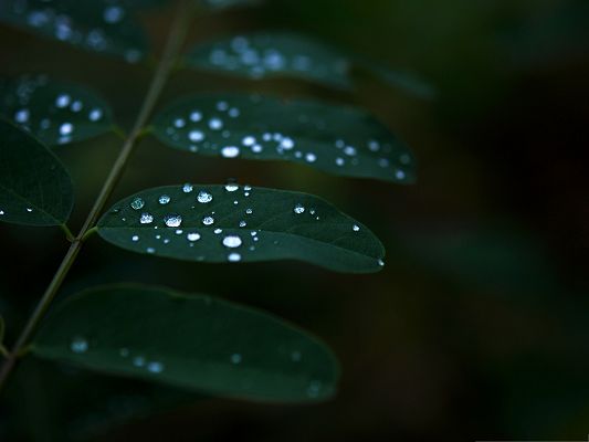 Wallpapers for Computer Free, Water Dew On Dark Green Leaves