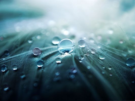 Wallpapers for Computer Free, Water Drops On Feather, Crystal Clear and Impressive