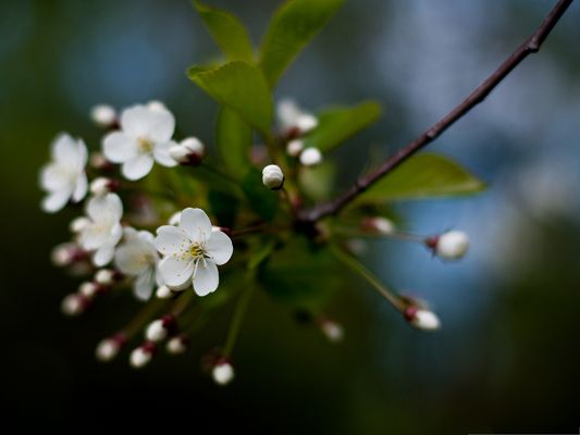 click to free download the wallpaper--White Cherry Flowers Photography, White Flowers and Green Leaves, Incredible Scene