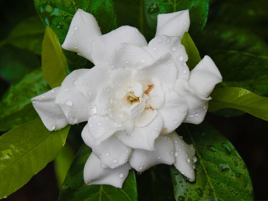 White Flower Images, Pure Flowers in Bloom, Rain Drops on
