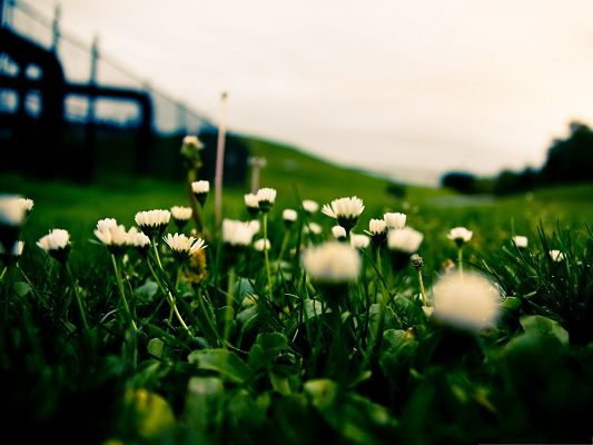 click to free download the wallpaper--White Flower Photos, Small Flowers in Bloom, Green Grass Beneath