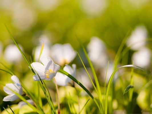 click to free download the wallpaper--White Flower Pictures, Beautiful and Blooming Flowers Among Green Grass