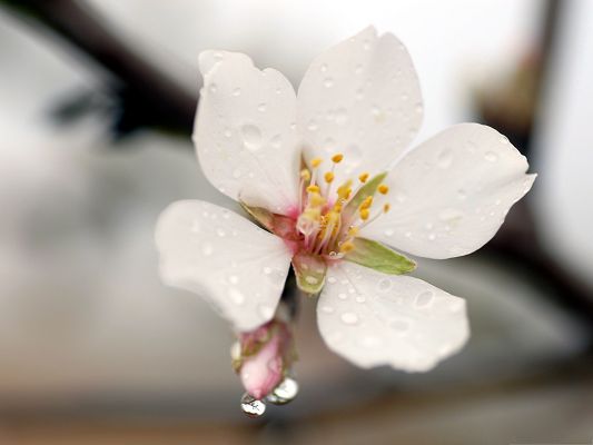 White Flowers Photo, Pure Flower with Rain Drops on Its Petal, Great Spring Scene