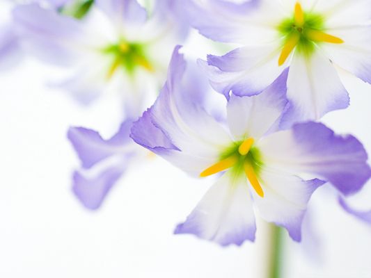 click to free download the wallpaper--White Flowers Picture, White Blooming Flowers, Blue at the Edge, Absolute Loving