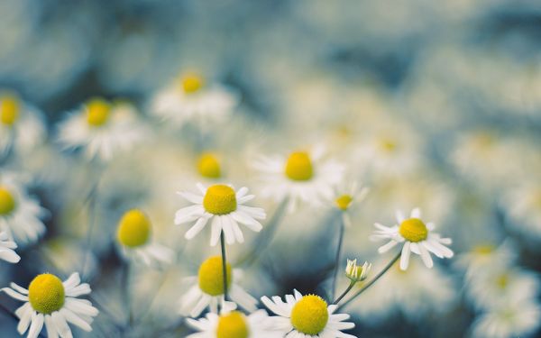 click to free download the wallpaper---White Flowers in Full Bloom, the Scenes Fit the Visional Theory, Enjoyable and Pleasant to See - HD Creative Wallpaper