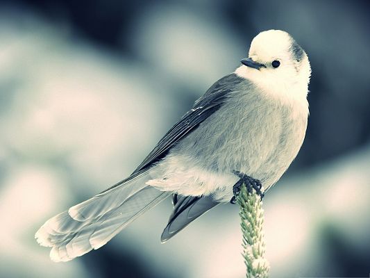 click to free download the wallpaper--White Little Bird Picture, Little Bird Standing on a Green Plant, Patient Wait