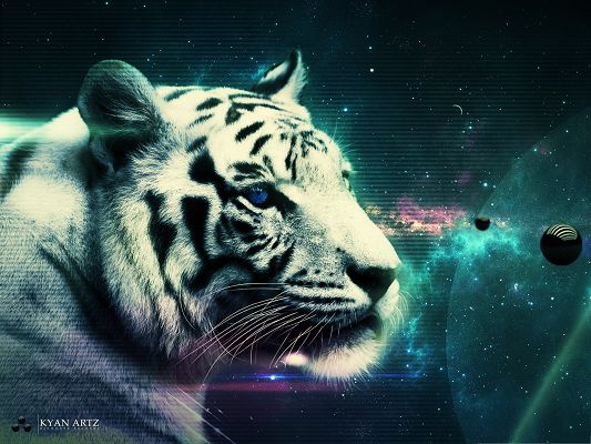 click to free download the wallpaper--White Tiger Image, Attentive Tiger Looking at the Planets, Great Look