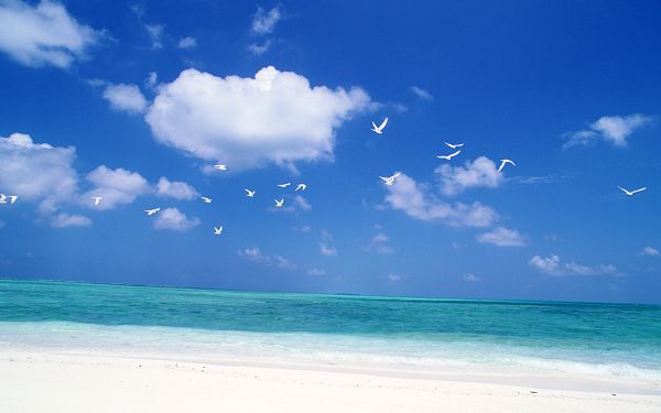 click to free download the wallpaper---Wide and Blue Sea, Seas Birds Flying Over, Things Are Simple and Clear - High Resolution Sea Wallpaper