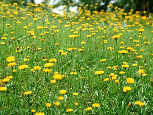 click to free download the wallpaper--Wild Flower Photos, Yellow Blooming Little Flowers, Green Scene