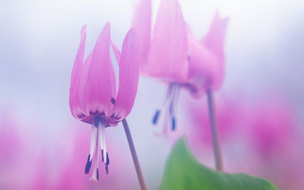 Wild Flower Picture, Pink Flowers Added with Soft Effect, Incredible Look