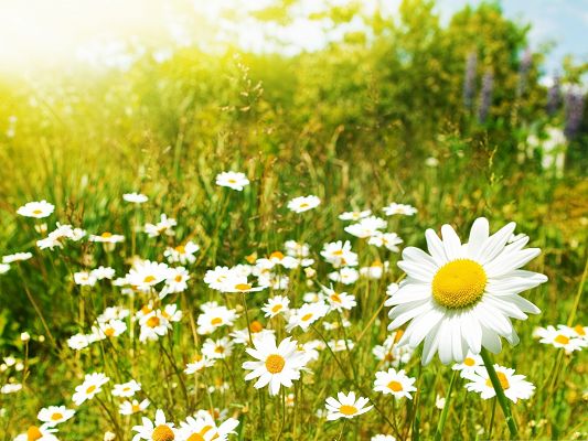 click to free download the wallpaper--Wild Flowers Pic, Small White Flowers Among Green Grass, Sunshine Pouring on 