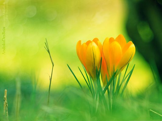 click to free download the wallpaper--Yellow Crocus Flowers, Beautiful Flower in Bloom, Green Leaves Beneath