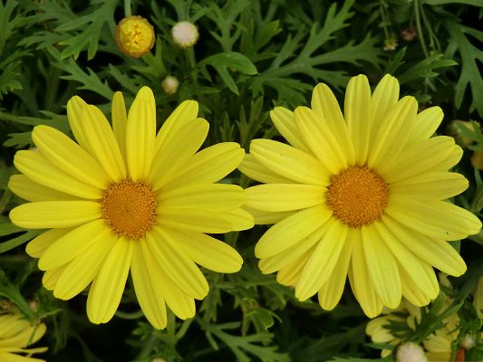 click to free download the wallpaper--Yellow Flower Image, Two Beautiful Flowers in Bloom, Green Grass Around