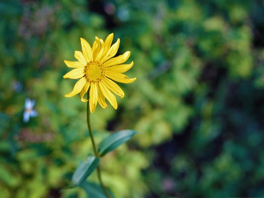 click to free download the wallpaper--Yellow Flower Pics, Tiny Flower in Bloom, Green Background, Amazing Look