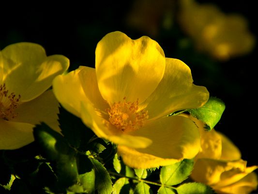 Yellow Flowers Image, Little Flower in Bloom, Green Leaves, Great Combination