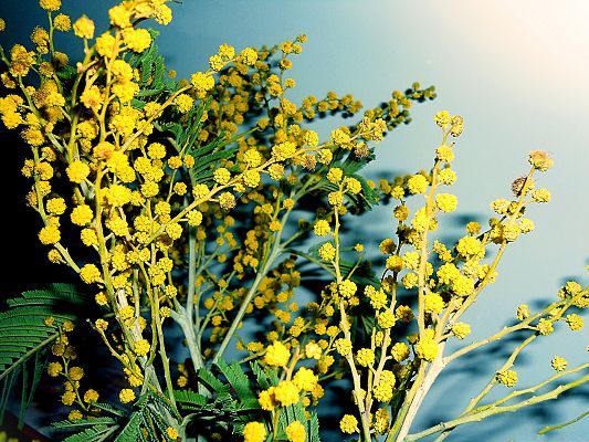 Yellow Flowers Photography, Tiny Blooming Flowers Put Against Light Blue Background
