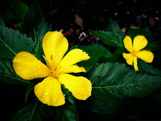 click to free download the wallpaper--Yellow Flowers Picture, Beautiful Flower in Bloom, Green Leaves Beneath
