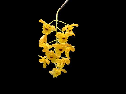 click to free download the wallpaper--Yellow Flowers Picture, Tiny Blooming Flowers on Black Background, Incredible Look
