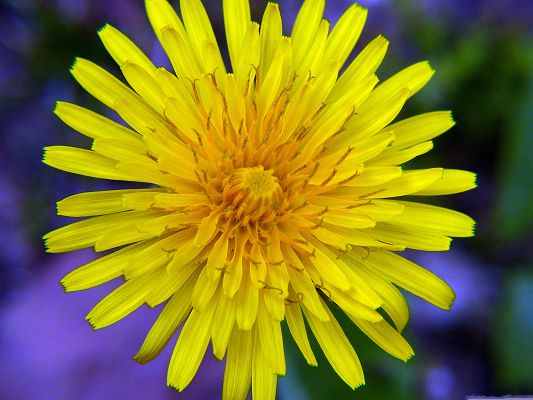 click to free download the wallpaper--Yellow Wild Flower, Beautiful Flower in Full Bloom, Blue and Fuzzy Background