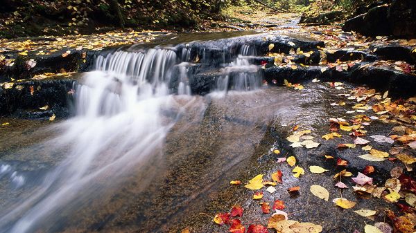 click to free download the wallpaper--beautiful nature wallpaper - Yellow and Fallen Leaves Among Rapid-Flowing River, Great Beauty of Nature