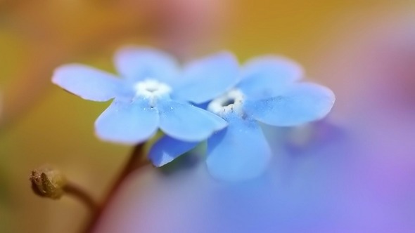 2015 HD Eye Protection Picture Wallpaper(6): amplified beautiful flower