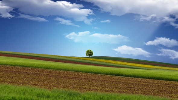 2015 HD Eye Protection Picture Wallpaper(11): Corn field and the vault of the heaven