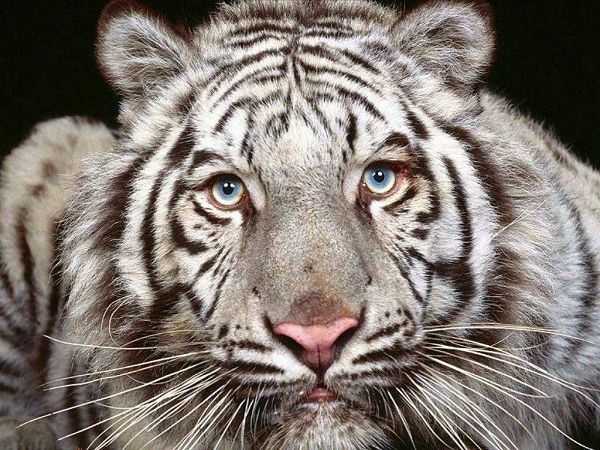 free animal wallpaper of tiger
 ,click to download