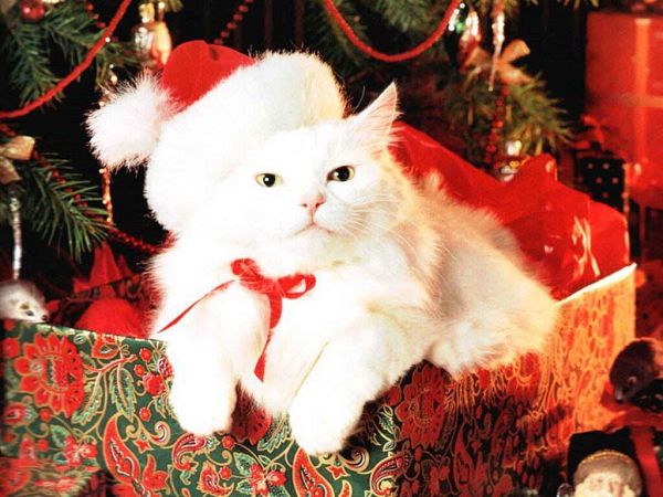 free wallpaper: a lovely cat on Christmas  ,click to download
