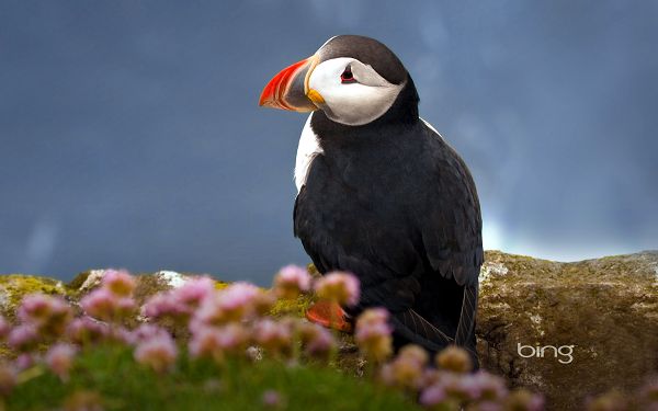 free wallpaper of Atlantic Puffin,click to download