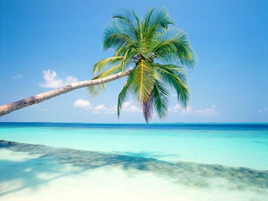 free wallpaper of Tropical Island-blue sea and pretty coconut tree,click to download